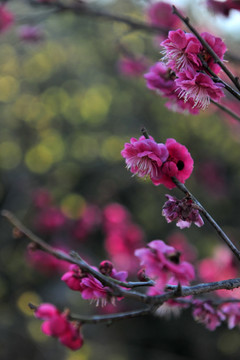 梅花   红梅