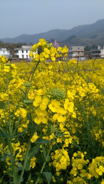 油菜花海