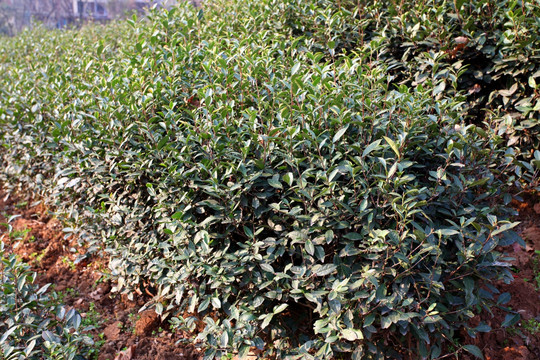 雨花茶 茶树 茶叶树