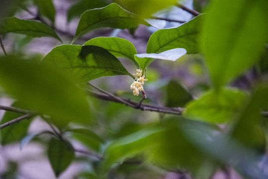 桂花叶