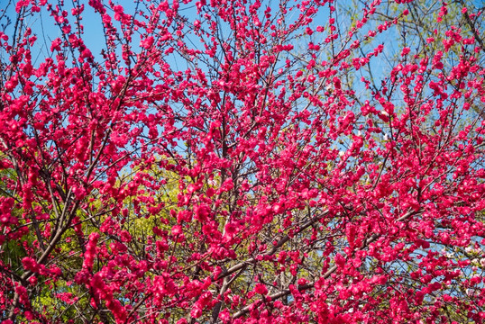 桃花 碧桃花