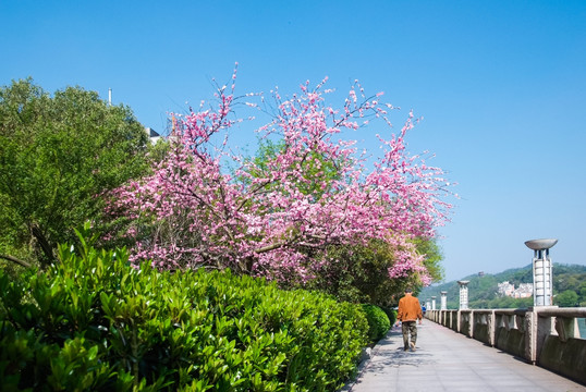 春天桃花开 桃花