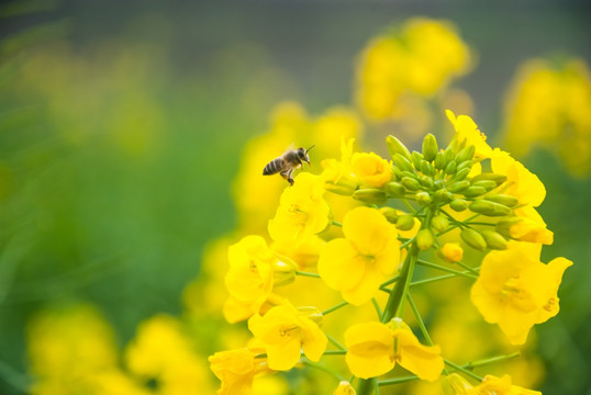 油菜花