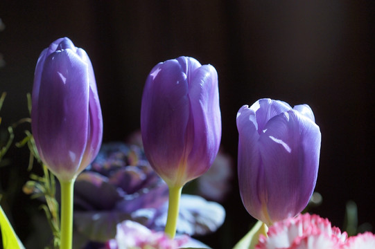 郁金香 花卉 花朵 紫色