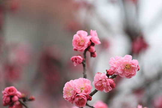 梅花