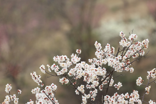 梅花
