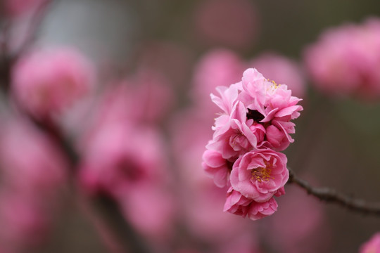 梅花
