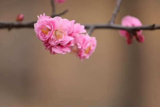 梅花