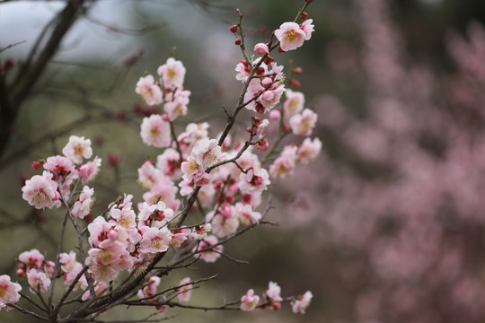 梅花