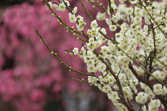 梅花