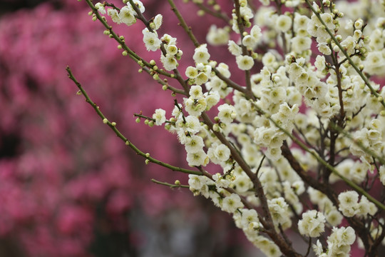 梅花