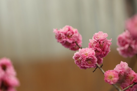 梅花