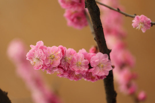 梅花