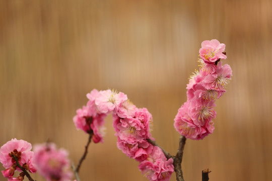 梅花