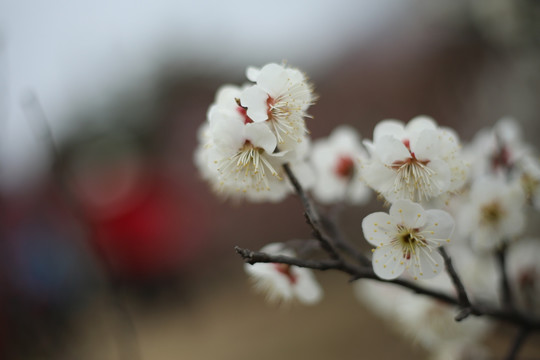 梅花