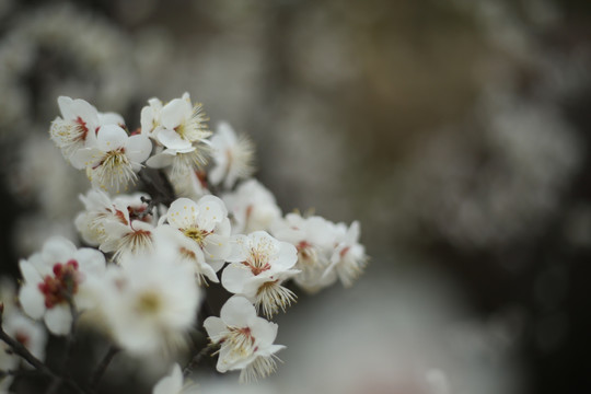 梅花