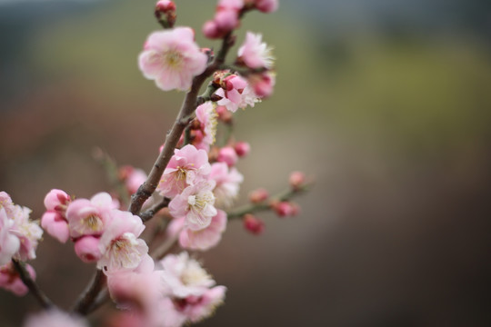 梅花