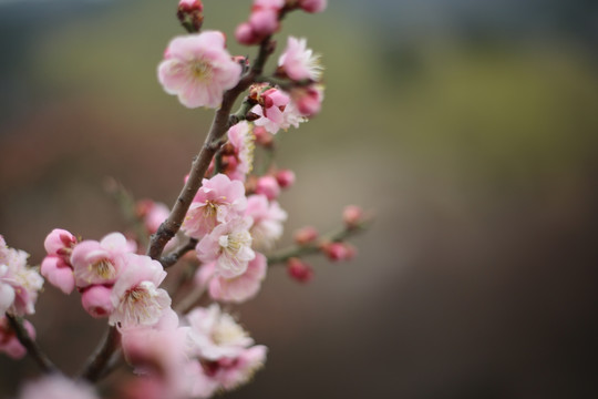 梅花