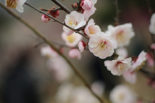 梅花