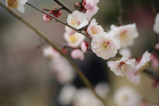梅花