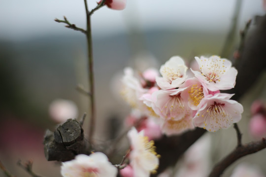 梅花