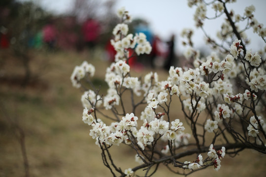 梅花