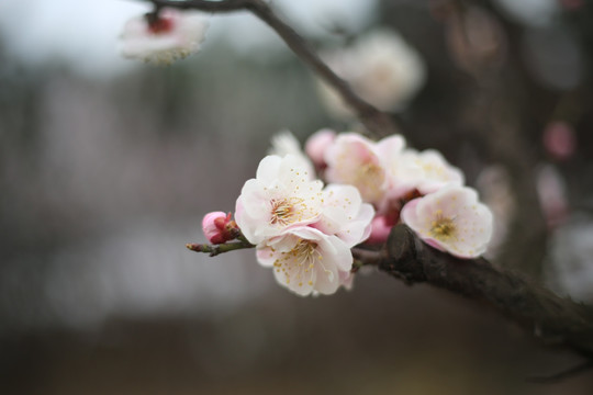 梅花