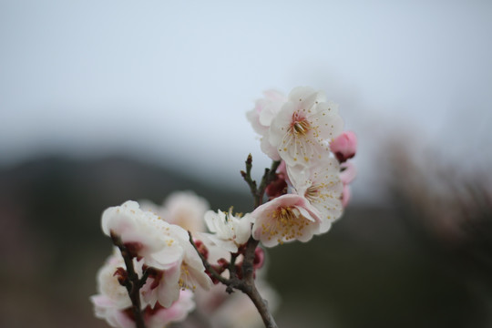 梅花