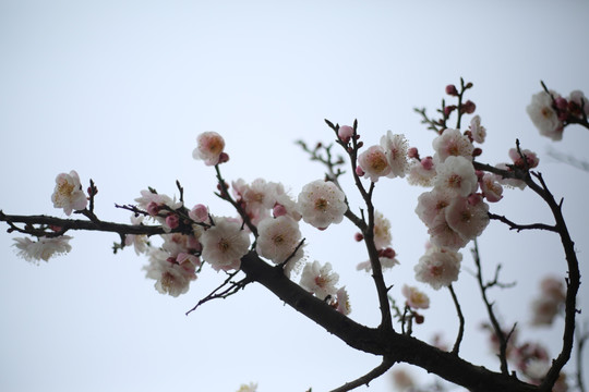 梅花