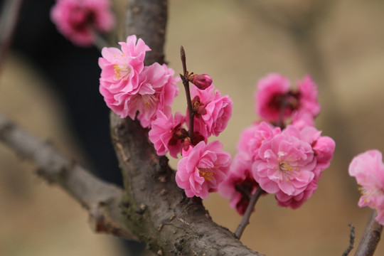 梅花