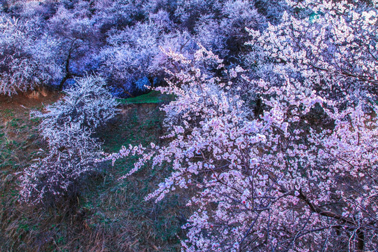 伊犁杏花沟