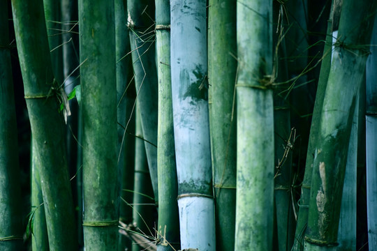 树林竹子背景