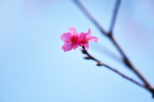 樱花背景素材