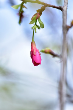 樱花背景素材