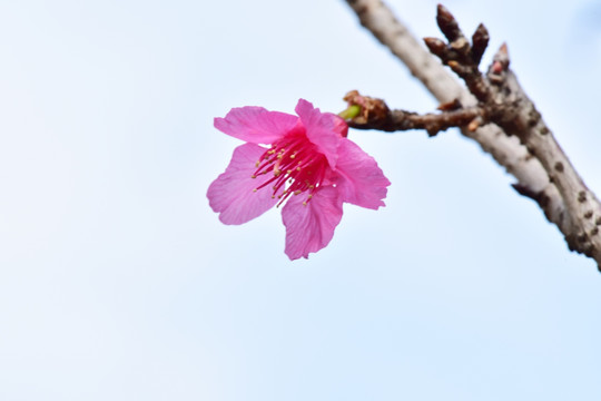 樱花背景素材