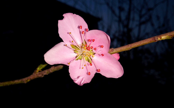 夜幕下的一支梅花高清特写