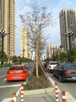 道路中间绿化带