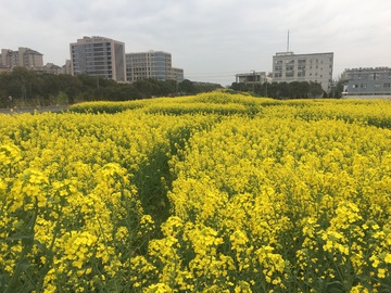 油菜花 