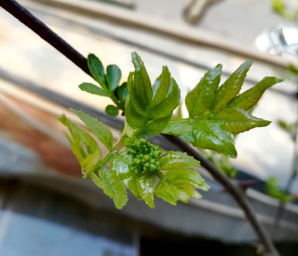 花椒花苞 花椒开花