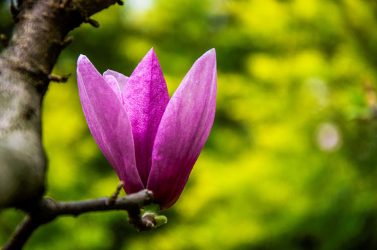 玉兰花 广玉兰