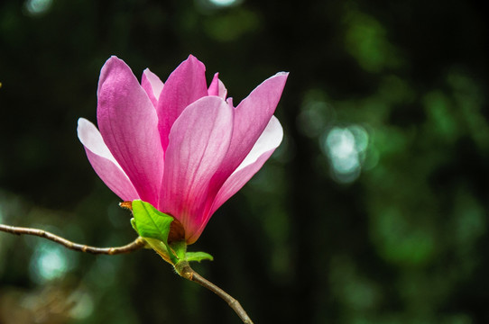 玉兰花 广玉兰