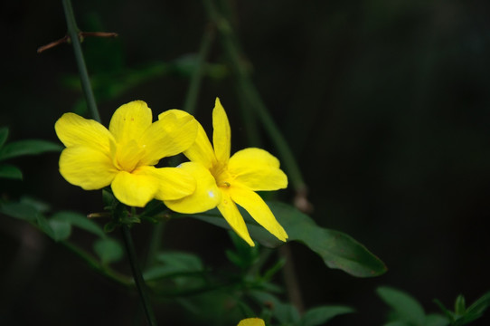 迎春花