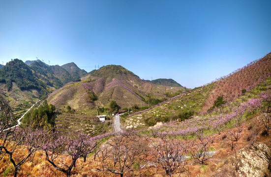 金华源东乡桃花源高山桃花林全景