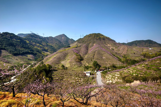 金华源东乡桃花源景区 高山桃林