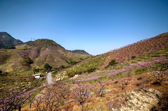 金华源东乡桃花源景区山坡桃花林