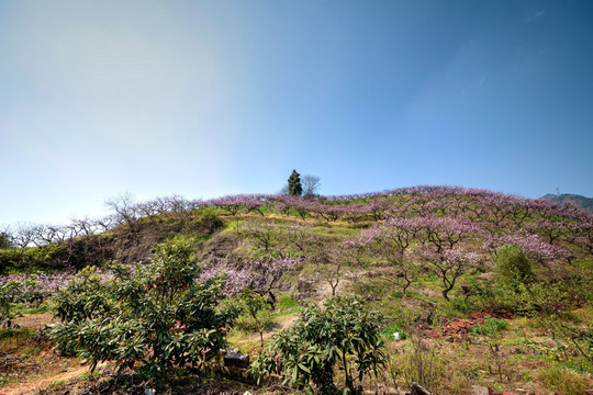 金华源东乡桃花源景区高山桃花林