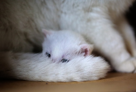 小猫