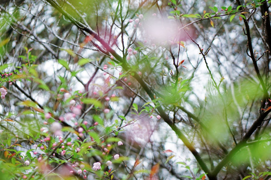 意境  春 朦胧美 花