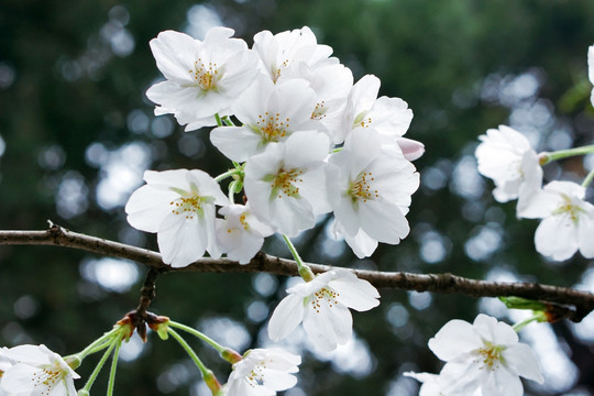 樱花