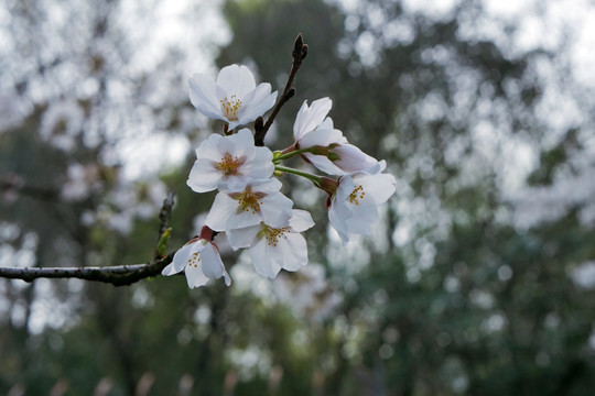 樱花特写